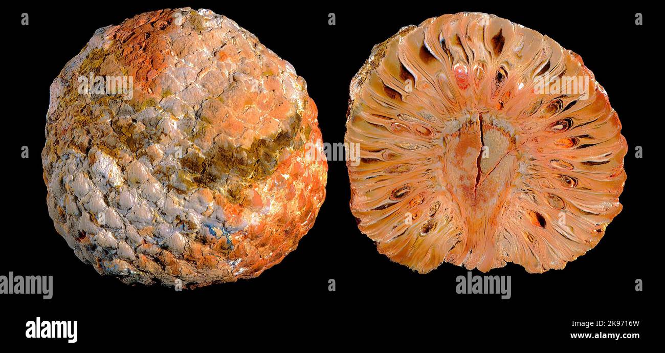 Pine Cone Fossil CS, Araucaria mirabilis, Callovian/Jurassic, Argentina Stock Photo
