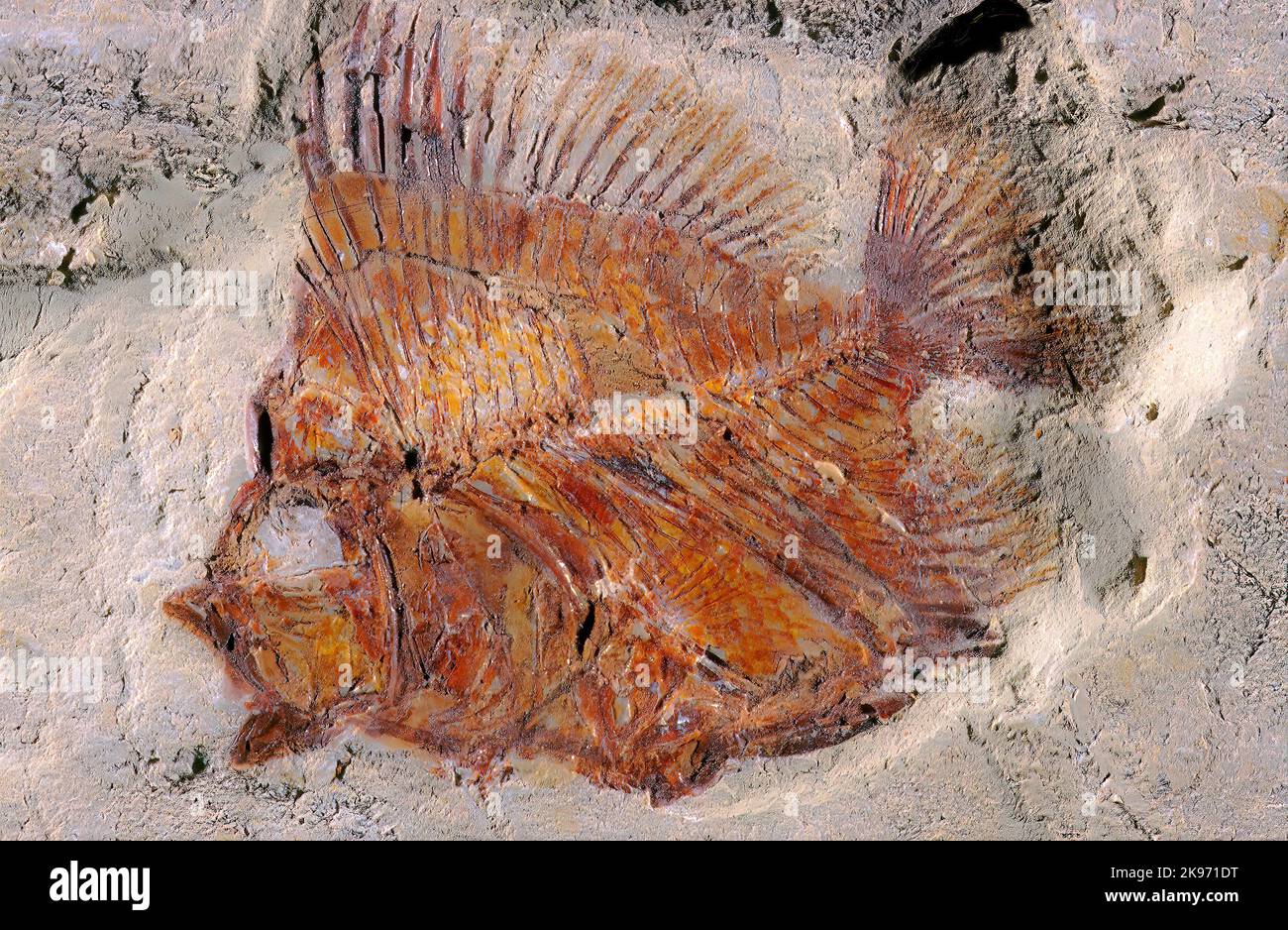 Deep Sea Fish Fossil, Pycnosteroides levispinous, Middle Cretaceous, Lebanon Stock Photo