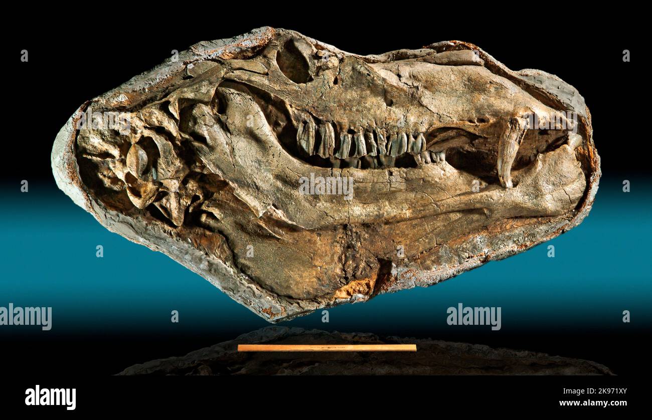 Gigantocamelus or Titanotylopus, Upper Pliocene/Lower Pliocene, Garden Co., Nebraska, fossil (Head approximately 3 feet long, 12 inch ruler for scale) Stock Photo