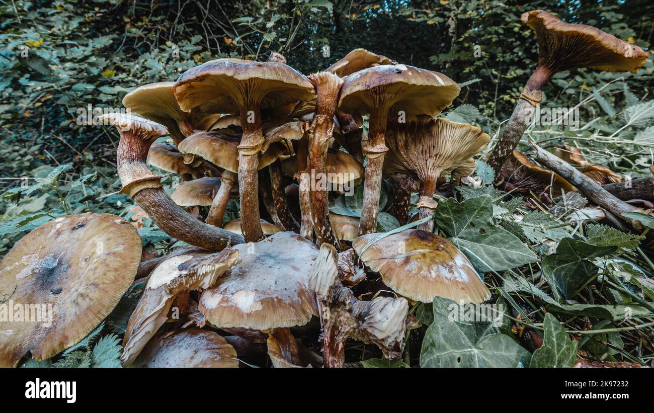 British wild mushroom and fungi in Hampstead, London. Stock Photo