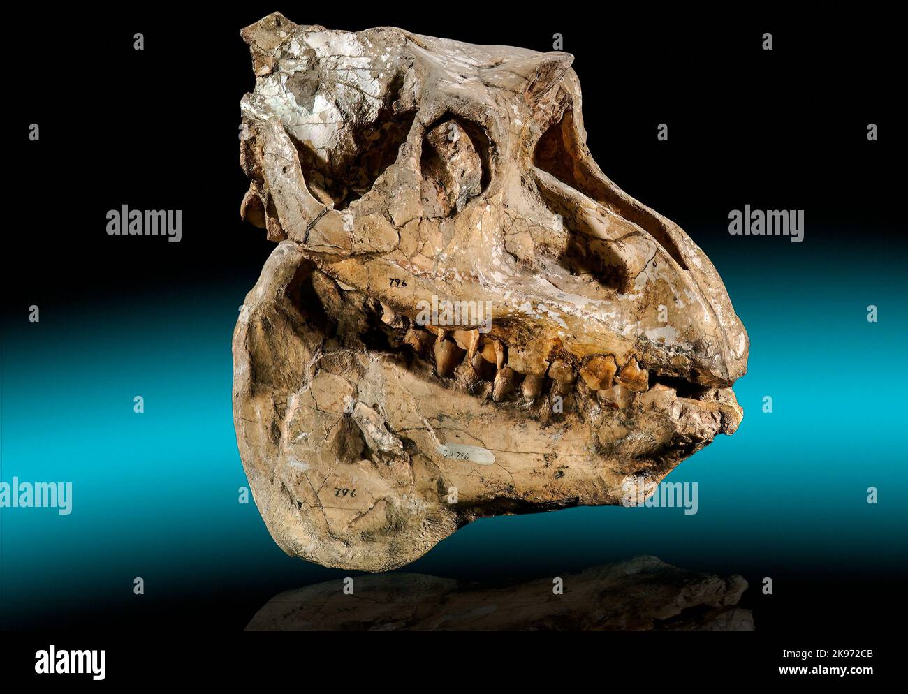 Fossil Skull, Pronomotherium laticeps, Miocene, New Chicago, Montana Stock Photo