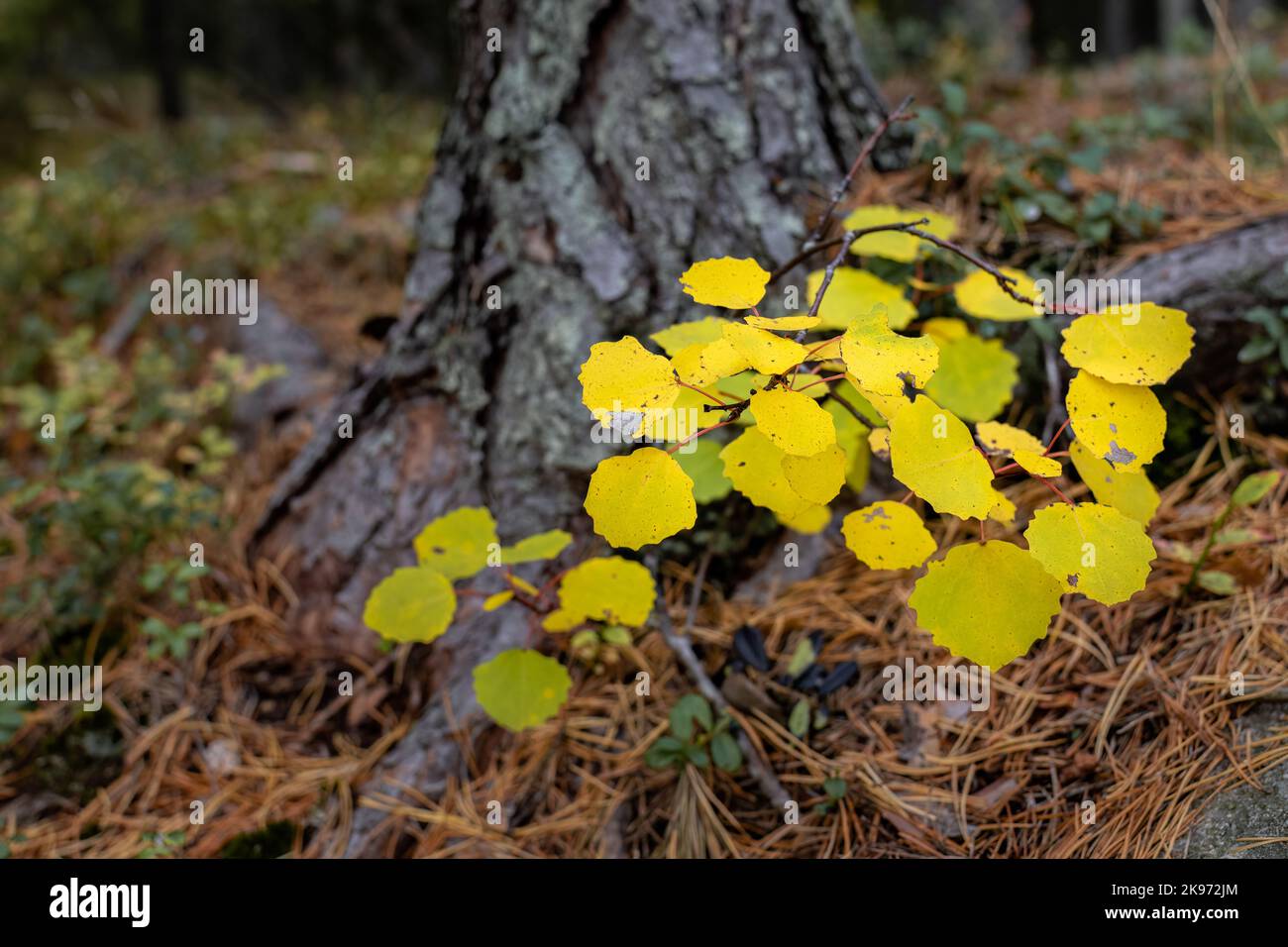 Group of bright yellow leaves near forest floor in autumn Stock Photo