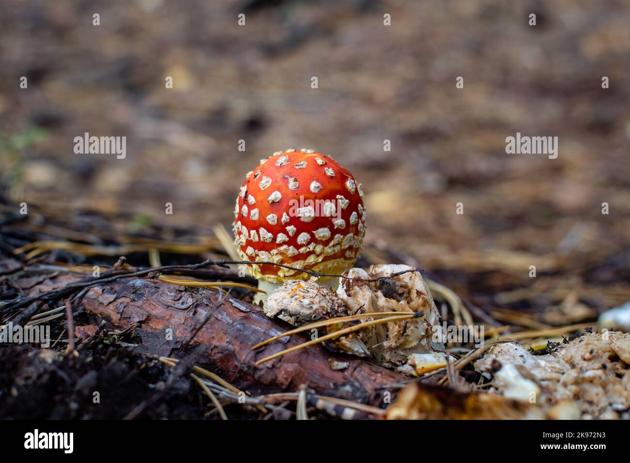 Young fly agaric (Amanita muscaria) close-up in autumn forest Stock Photo