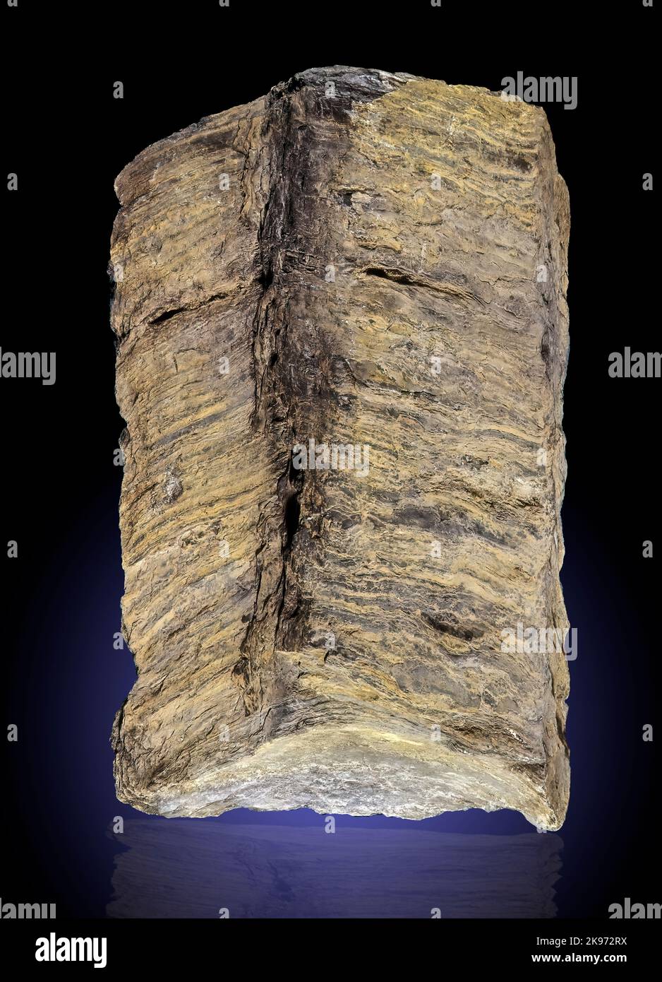Stromatolites in Bossardville Limestone (Fossil Blue Green Algae) Stock Photo