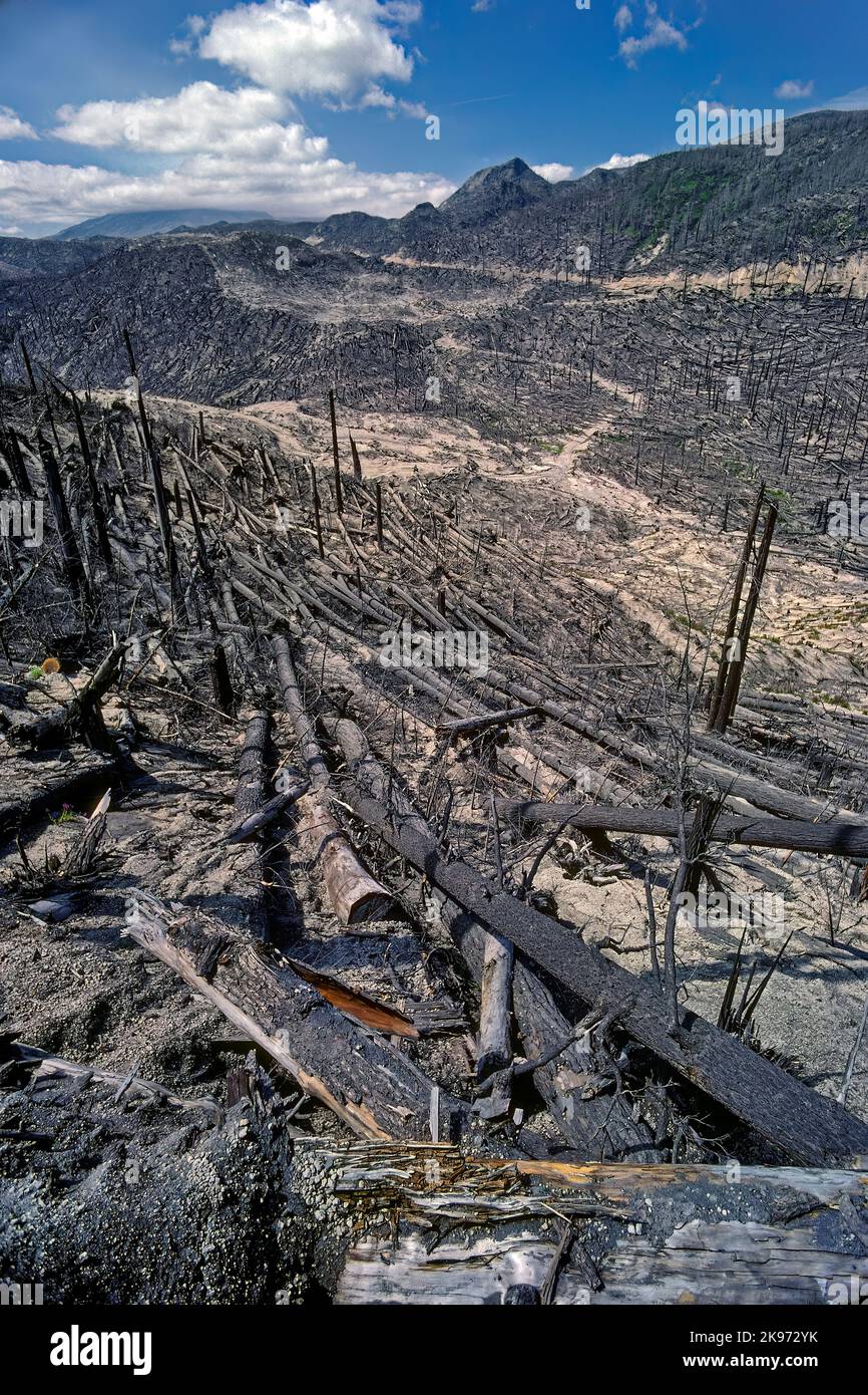Many Fallen Timbers, Mt. St. Helen's Aftermath 1980, Washington Stock Photo