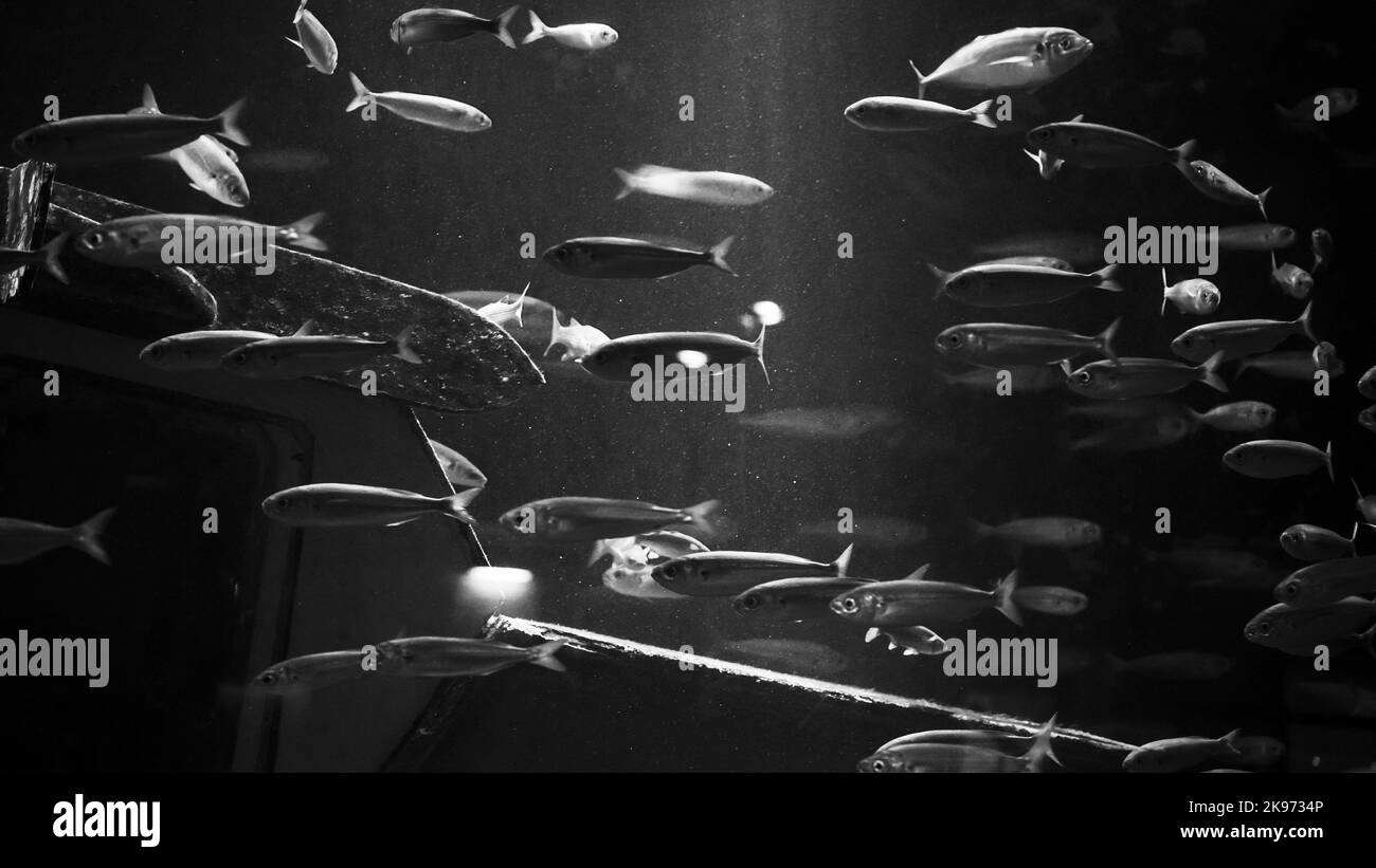 A grayscale of Sardine fish swimming underwater Stock Photo Alamy