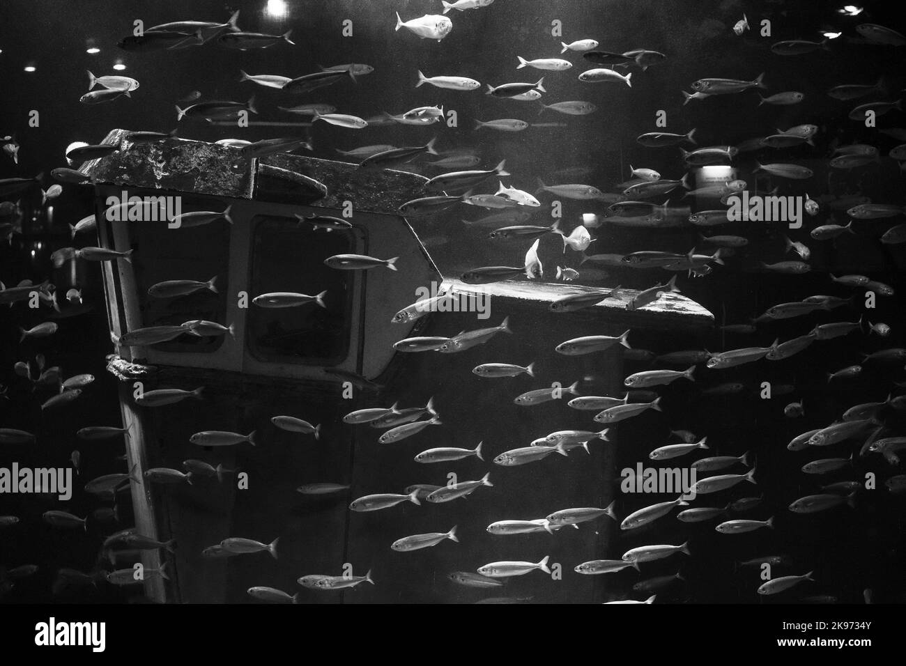 A grayscale of Sardine fish swimming underwater Stock Photo Alamy