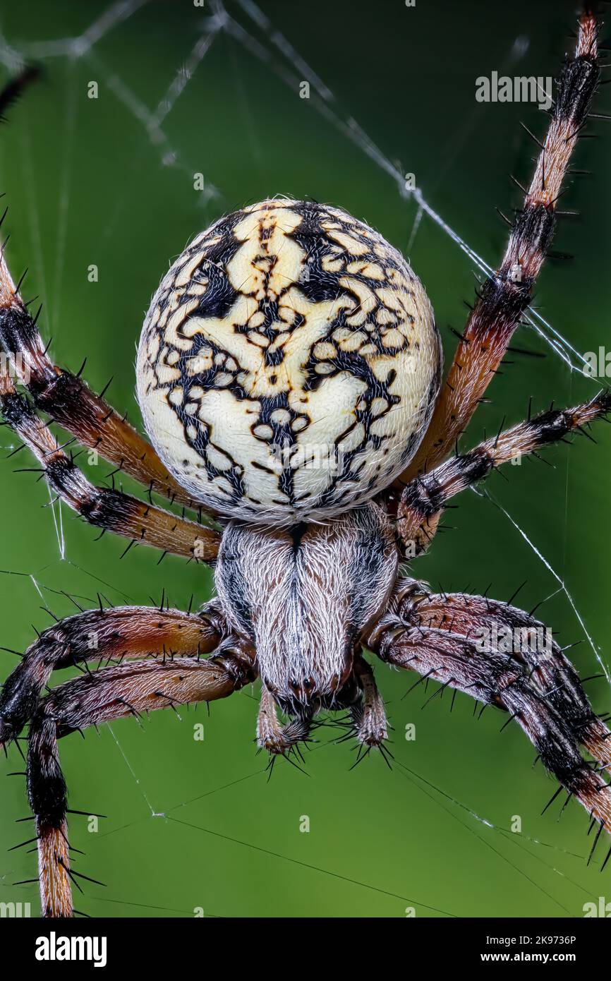 Western Spotted Orbweaver also a Zig-Zag Spider, Neoscona oaxacensis Stock Photo