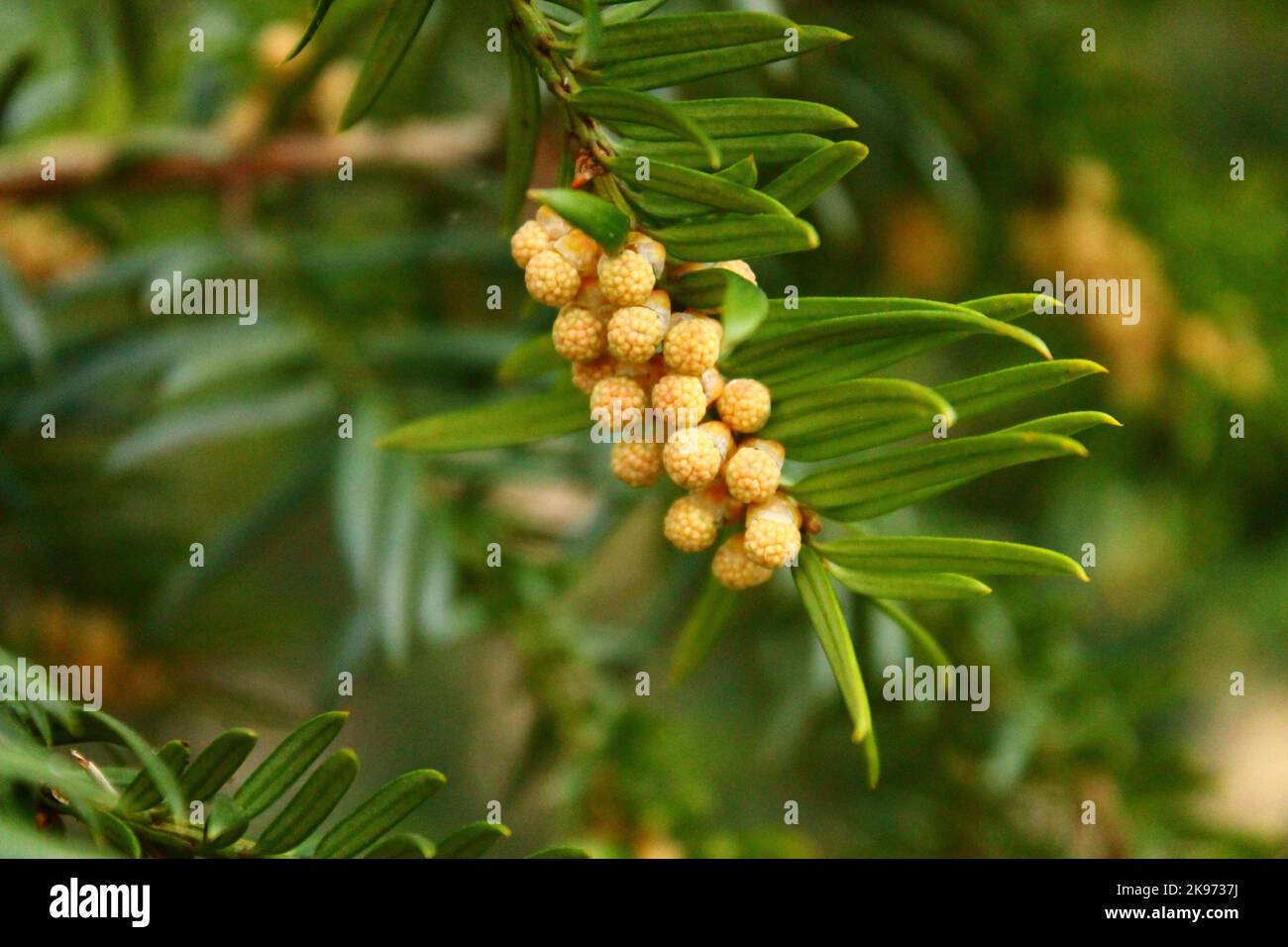 A closeup shot of yellow yew fruits on tree branches against a blurred background Stock Photo