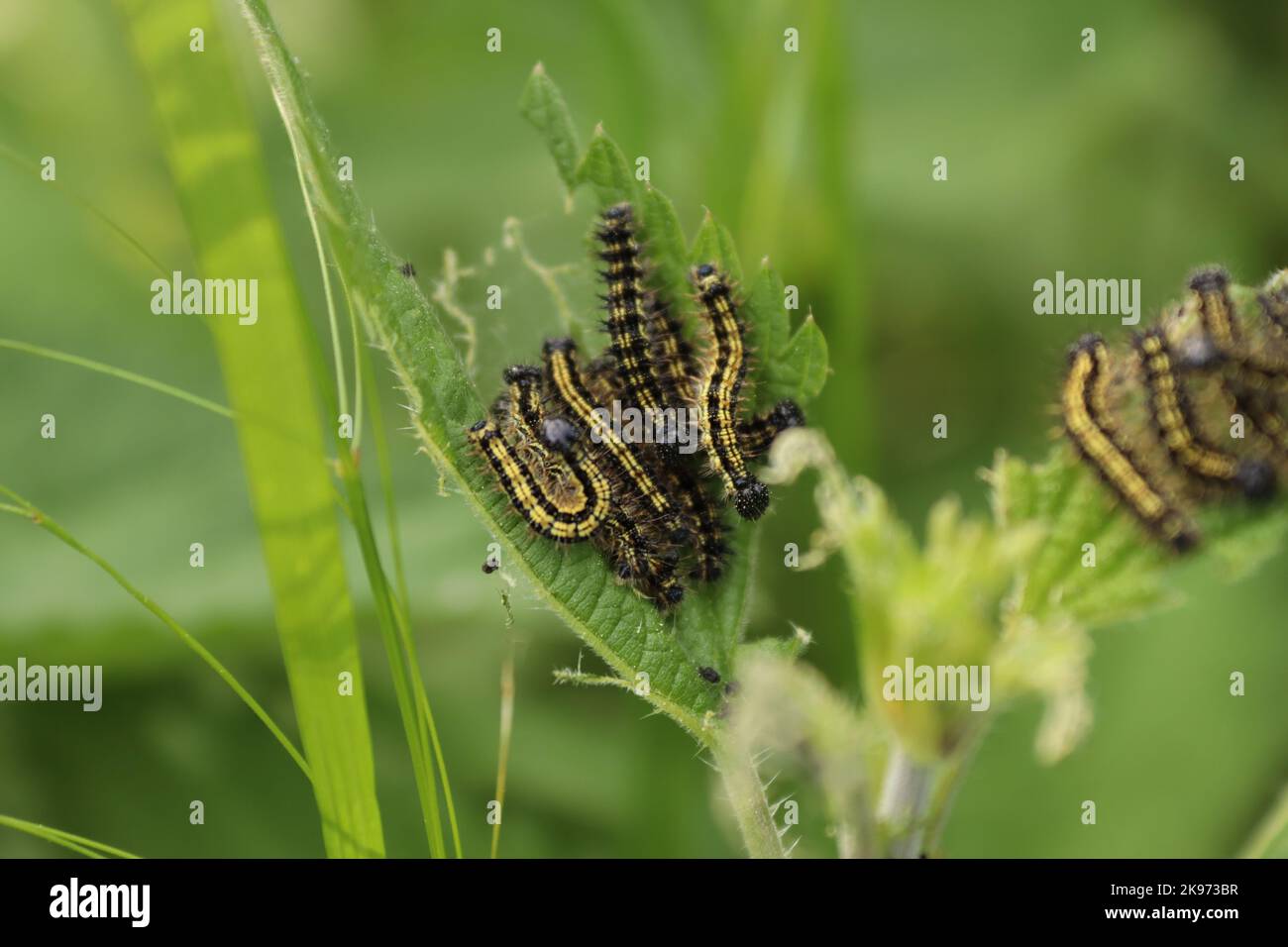 A macro shot of caterpillars on young green leaf in a garden Stock ...