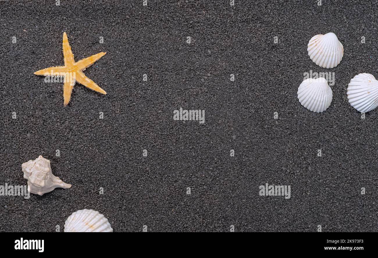 Shells on a black sand background with open space. Stock Photo