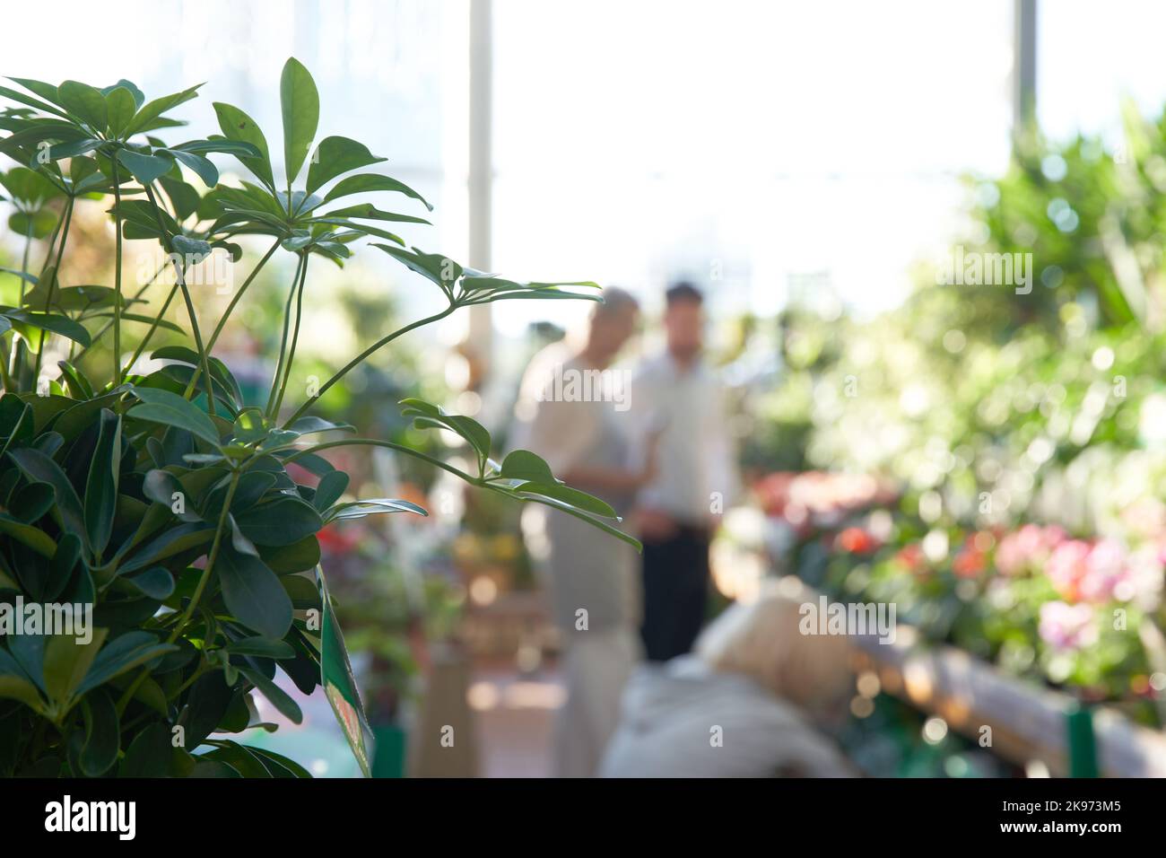 background image of a trading floor in a flower shop. Stock Photo