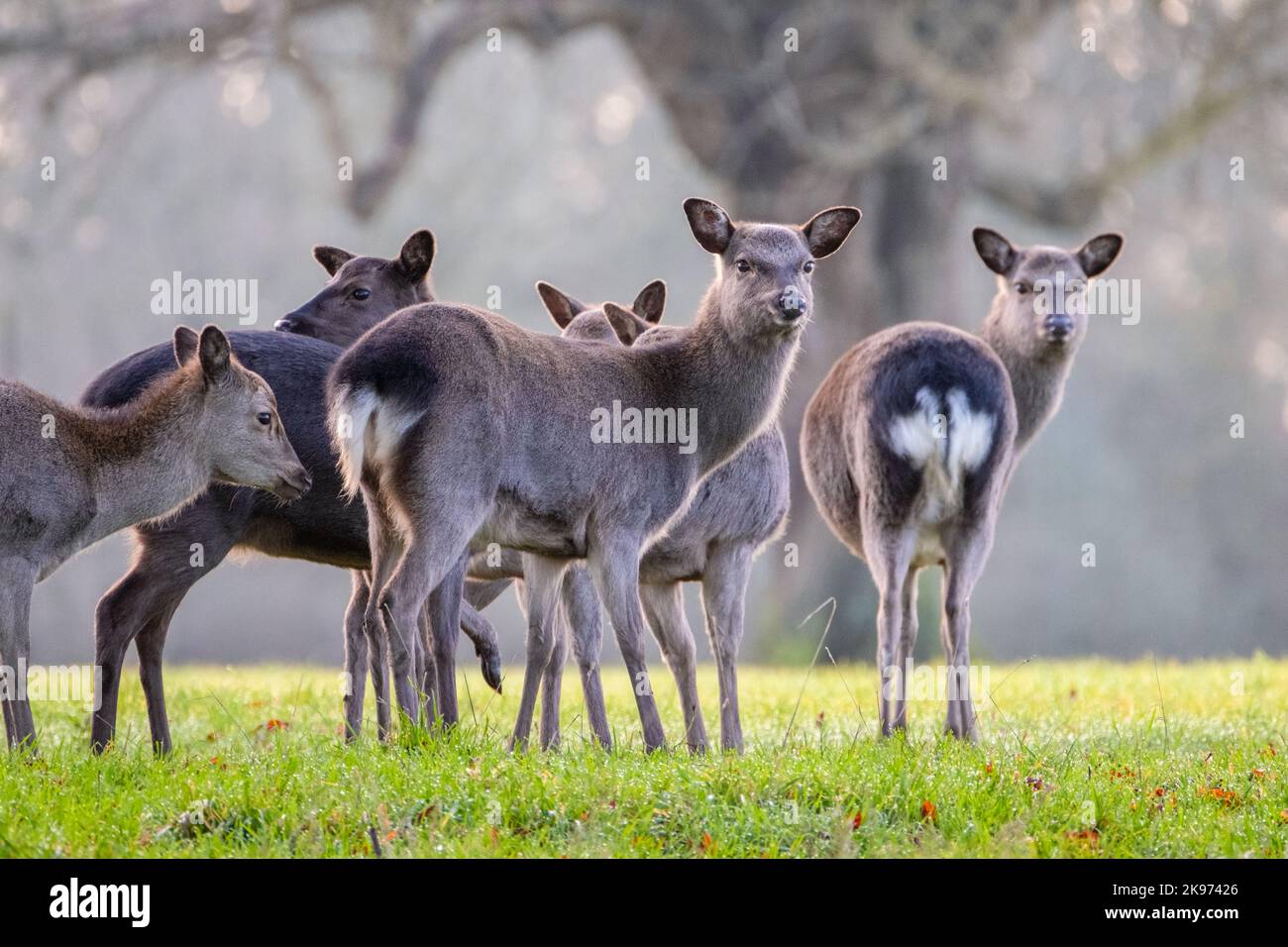 Female Sika hinds Stock Photo