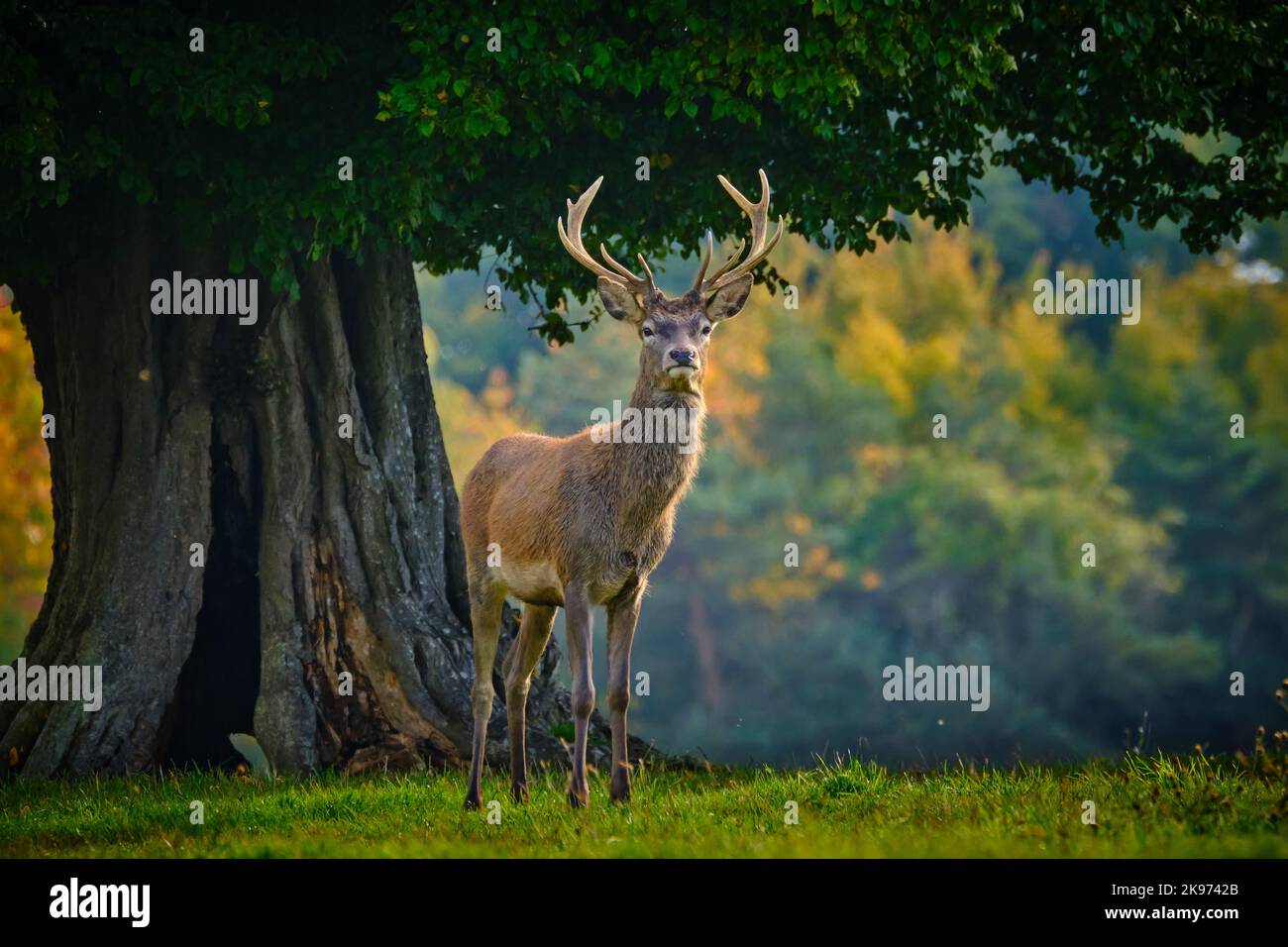 Loan Red Deer Stag in Autumn Stock Photo