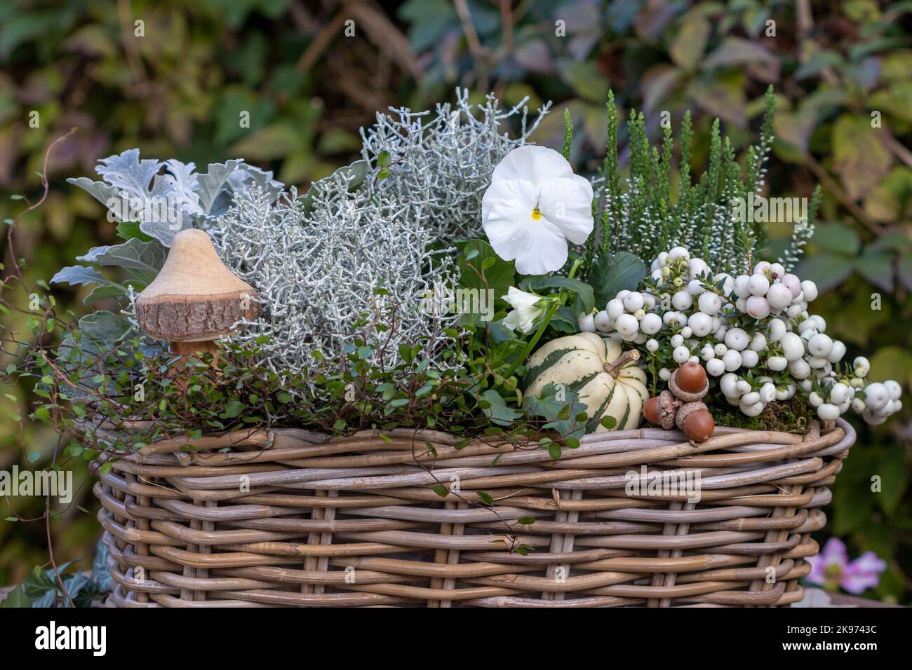 white viola flower, pernettya mucronata,  cushion bush and heather flower in basket in autumn garden Stock Photo