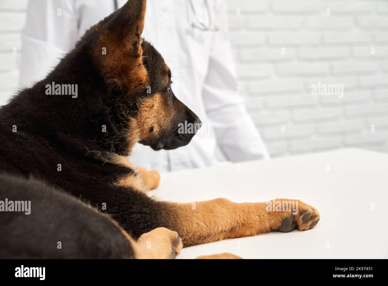 How To Care For German Shepherd Coat