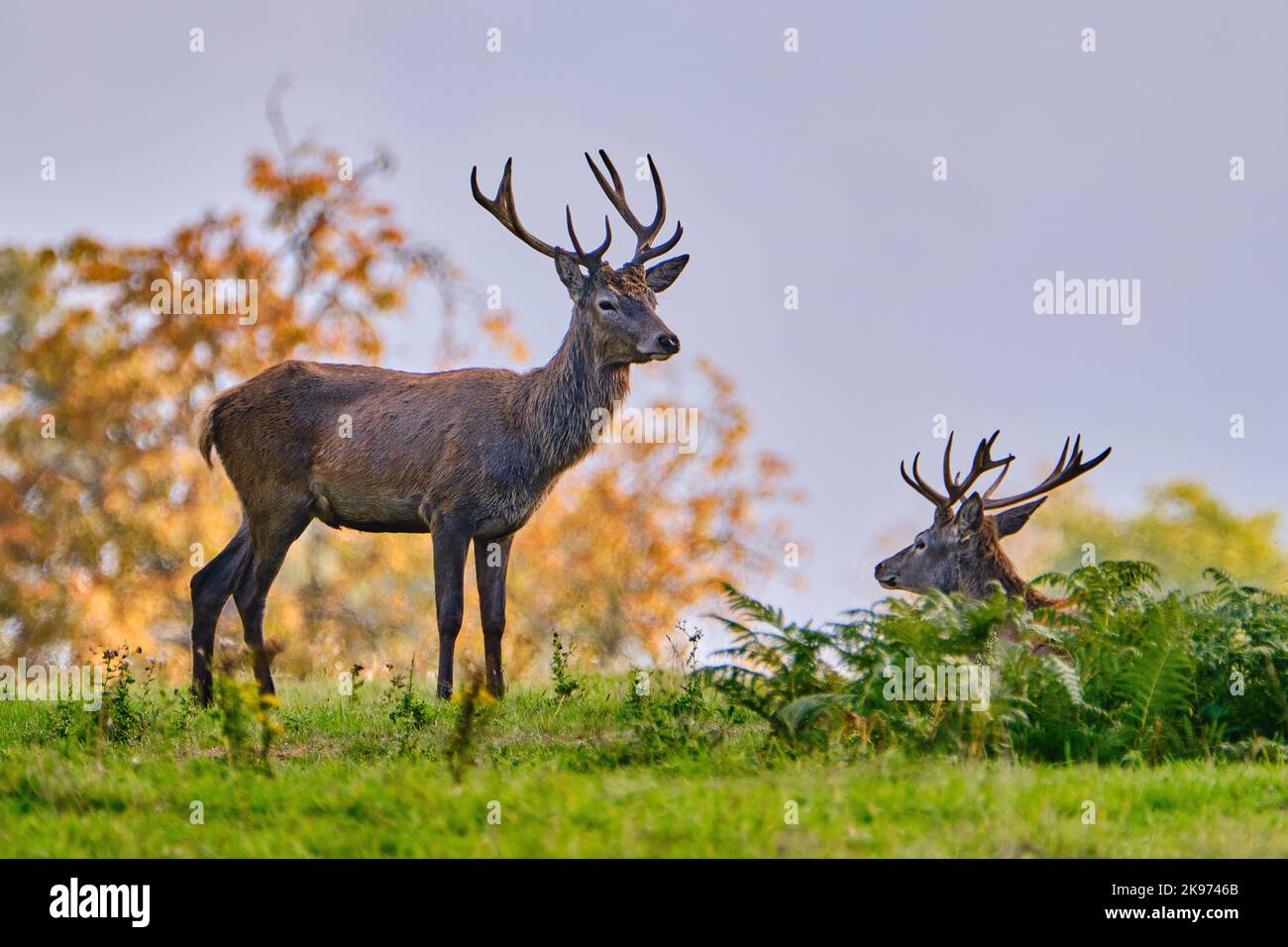 Red deer stags in Autumn Stock Photo