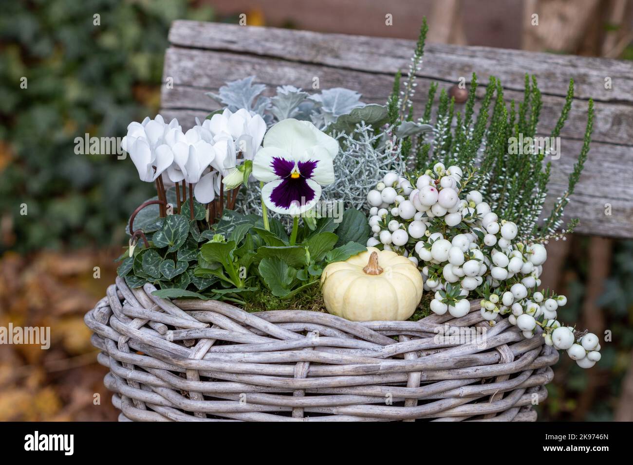 white viola flower, cyclamen,  pernettya mucronata and heather flower in basket in autumn garden Stock Photo