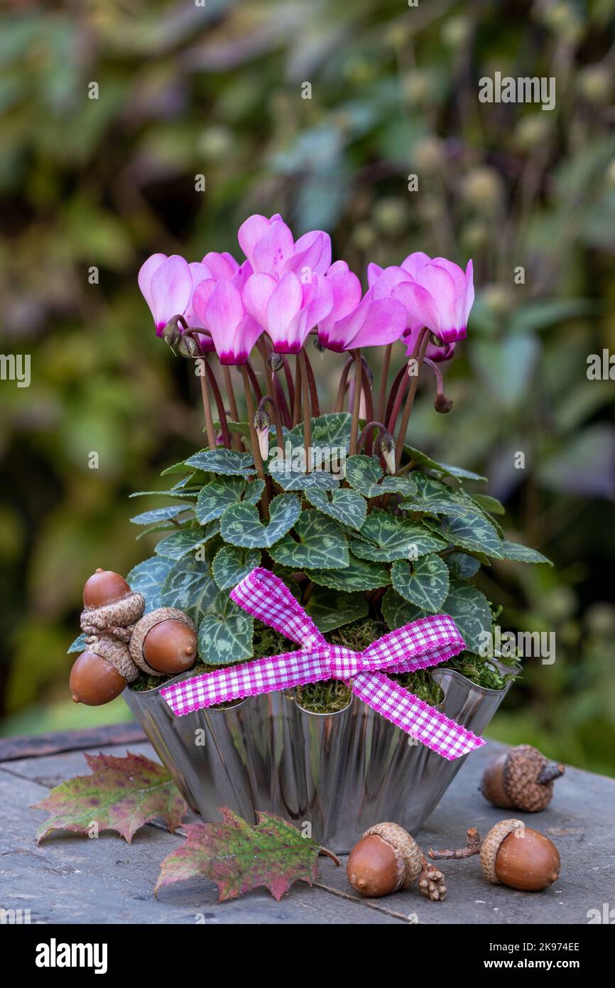 pink cyclamen flower in vintage baking pan in garden Stock Photo
