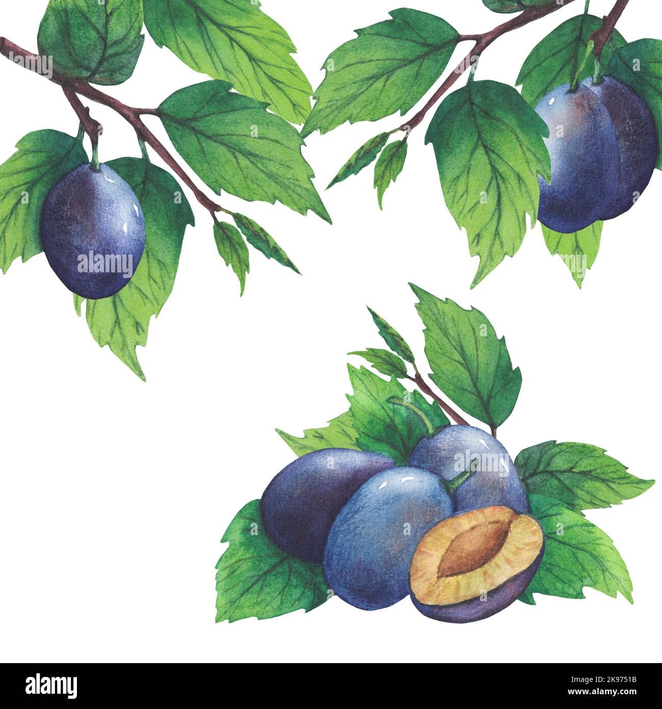 Hand drawn watercolor plum and leaves isolated on white background ...