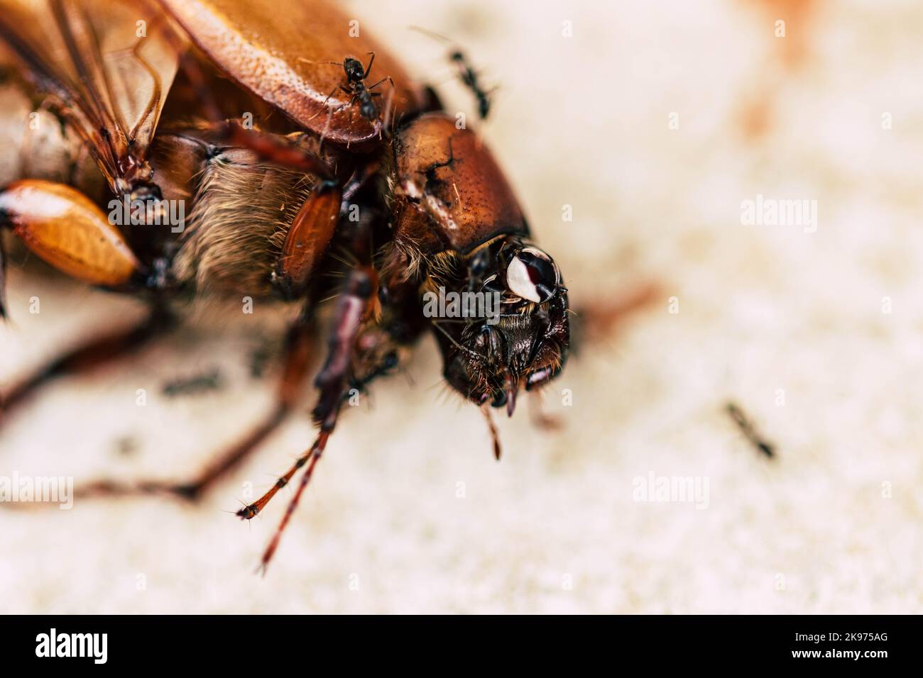 A dead bug eaten by the ant Stock Photo - Alamy
