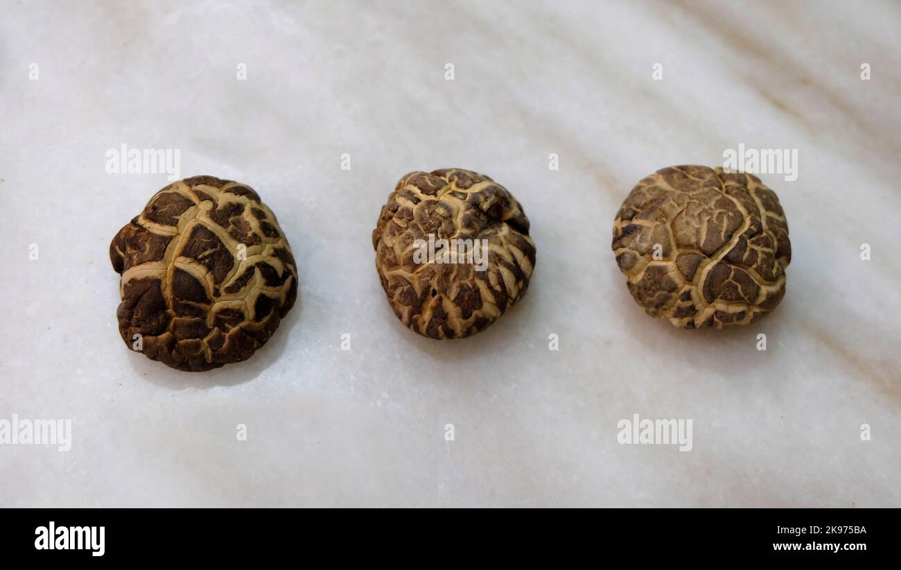 Top view of 3 dried tea flower mushrooms arranged next to each other