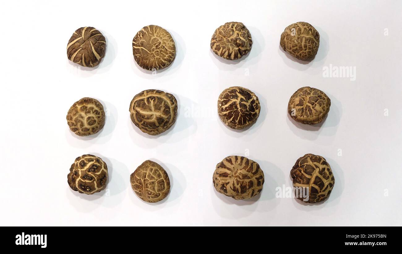 Top view of 12 dried tea flower mushrooms arranged neatly, with the top part mushroom cap facing