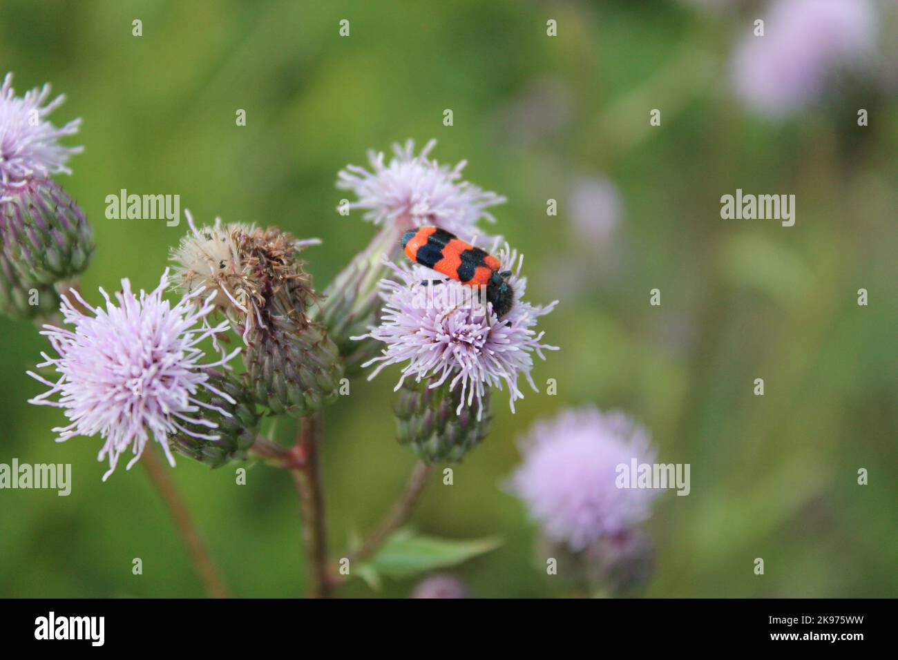 The close-up view of a Trichodes apiarius on a thistle plant in the greenery Stock Photo