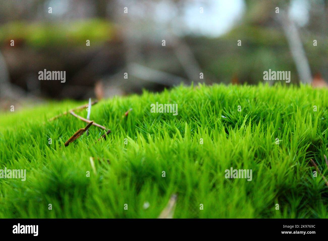 The view of green grass covering a few thin branches Stock Photo Alamy