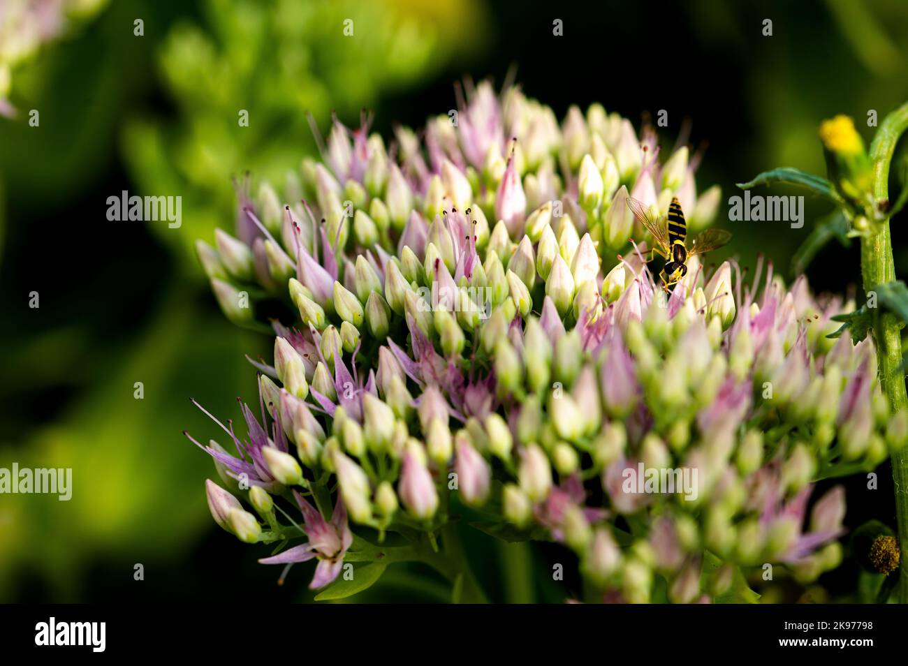 A closeup of bee sipping nectar from blooming Hylotelephium telephium flowers Stock Photo