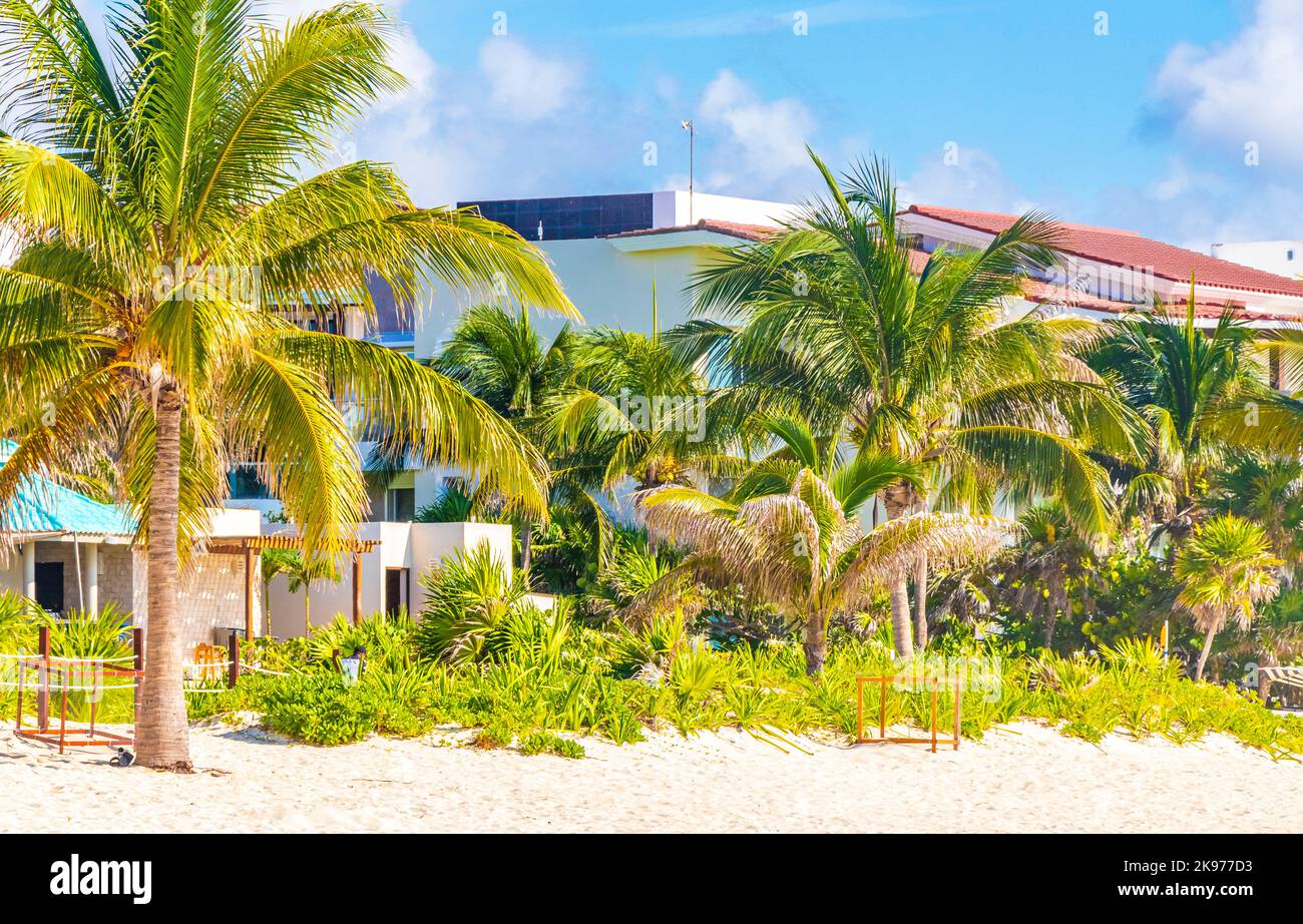 Palm trees parasols umbrellas and sun loungers at the beach resort