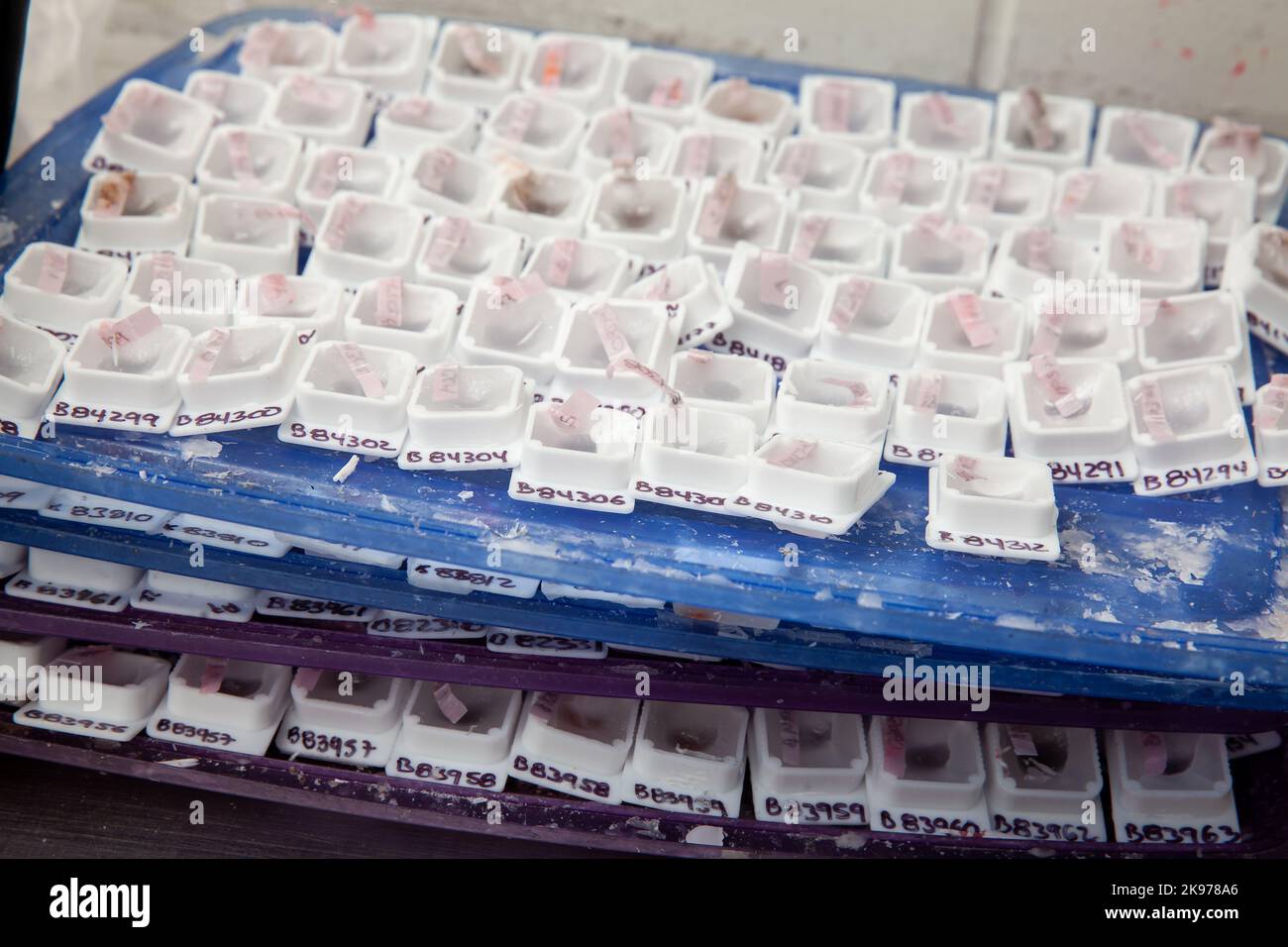 Trays full of paraffin embedded tissue samples ready to be placed on the freezer. Stock Photo