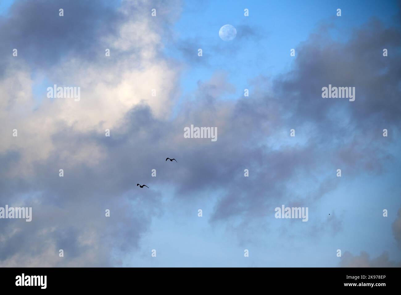 A pair of birds flying in a beautiful blue sky with smoky gray and ...