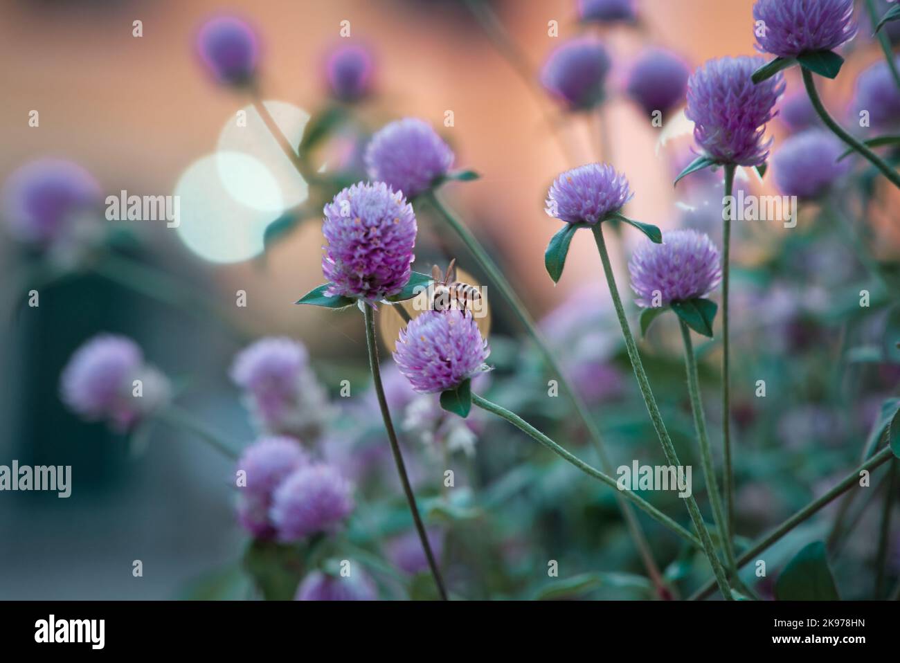 A selective closeup of Globe amaranth flowers in a garden Stock Photo