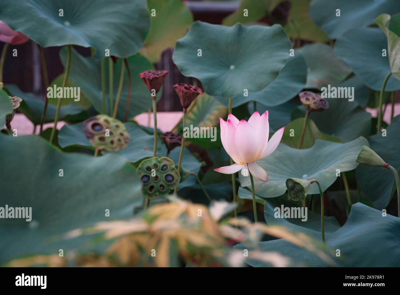 A selective of lotus flower in a pond Stock Photo Alamy