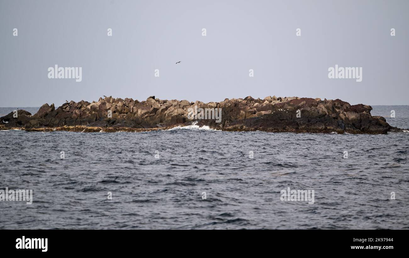 Flying Volcano Rocks A bird flying over a large volcanic rock in the middle of the sea Stock ...