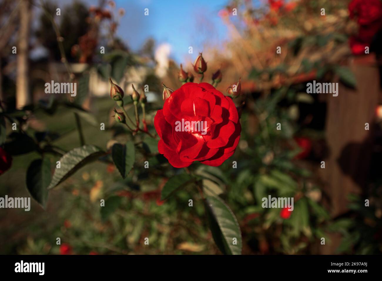 A closeup shot of a red rose Stock Photo - Alamy