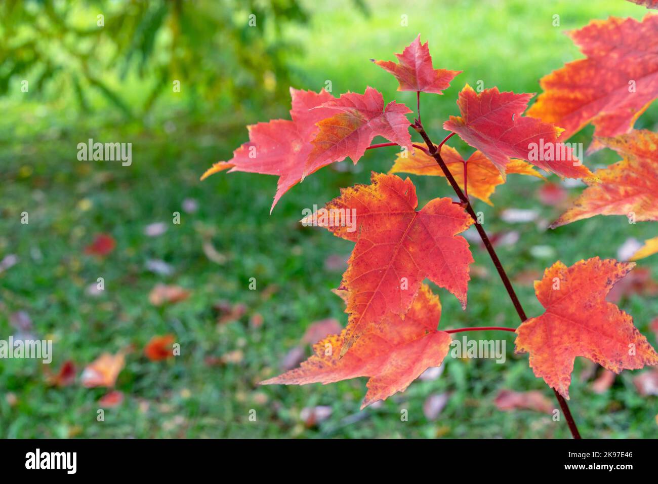 Red maple leaves on tree branches in autumn park. Stock Photo