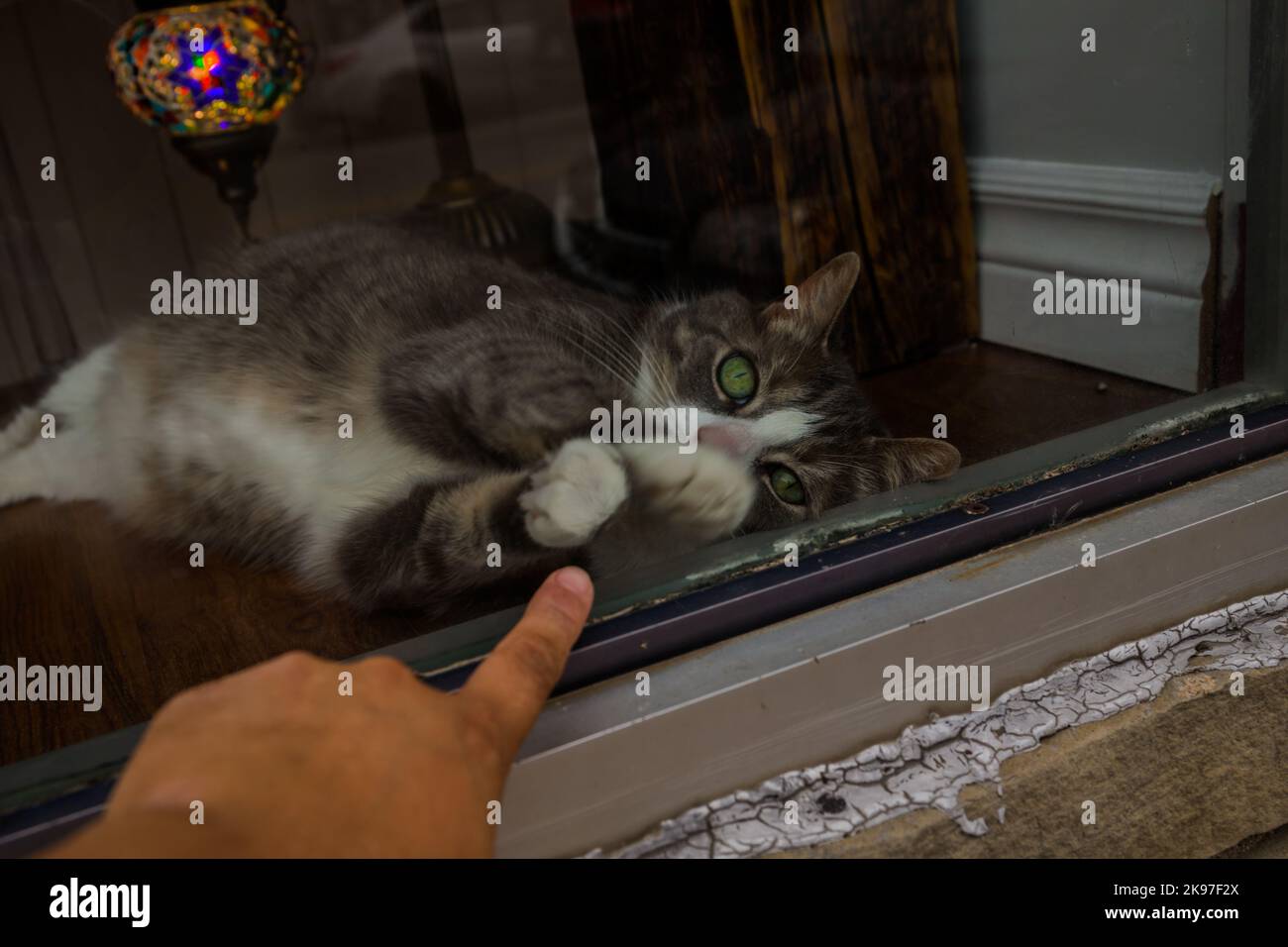 The hand of a young human with vitiligo plays with a cat behind the glass.  depigmentation on the skin. allergy to animals with fur Stock Photo