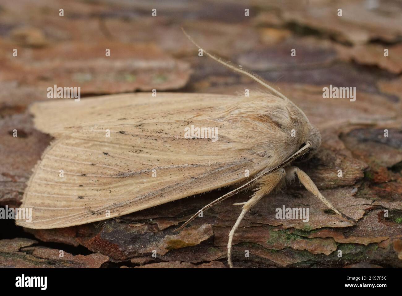 Detailed closeup on the large wainscot or Isle of Wight wainscot owlet moth, Rhizedra lutosa on wood Stock Photo