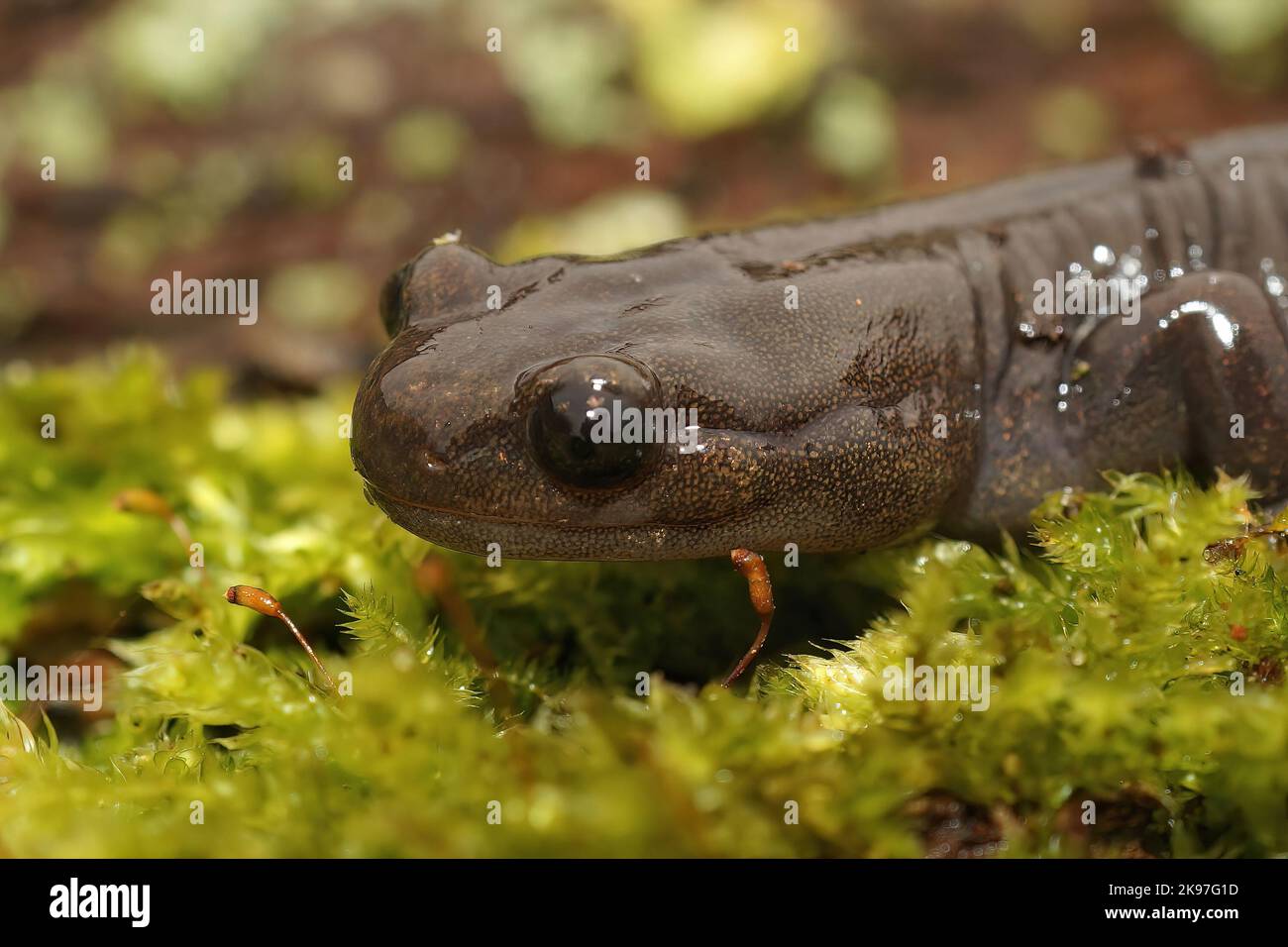Detailed closeup on a juvenile Japanese endemic Hokkaido salamander, Hynbobius retardatus on green moss Stock Photo