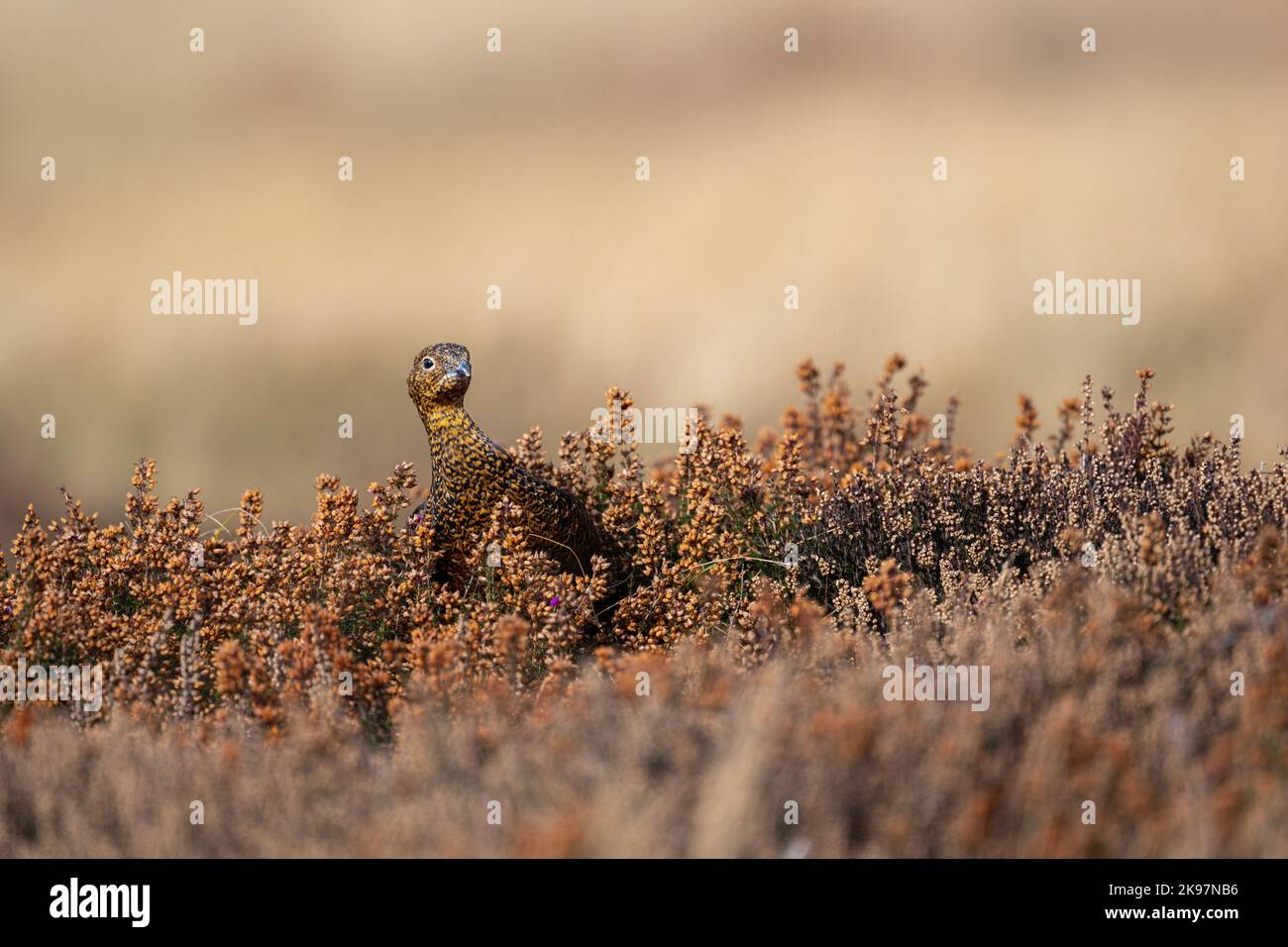 A female Red Grouse Lagopus lagopus scotica feeding in the heather on a North Yorkshire Moor UK. Stock Photo