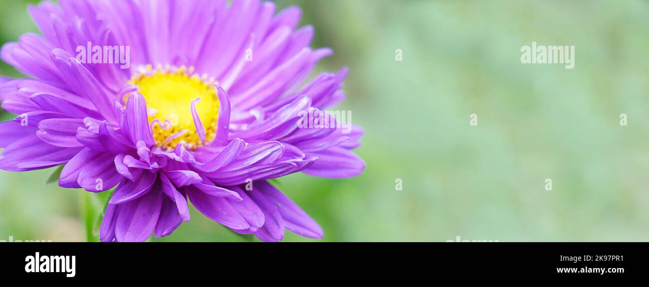 Lisianthus flower. Purple spring lisianthus. Flower in garden. flower at spring day. Flower decoration. flower for design.  flower in tropical garden. Stock Photo