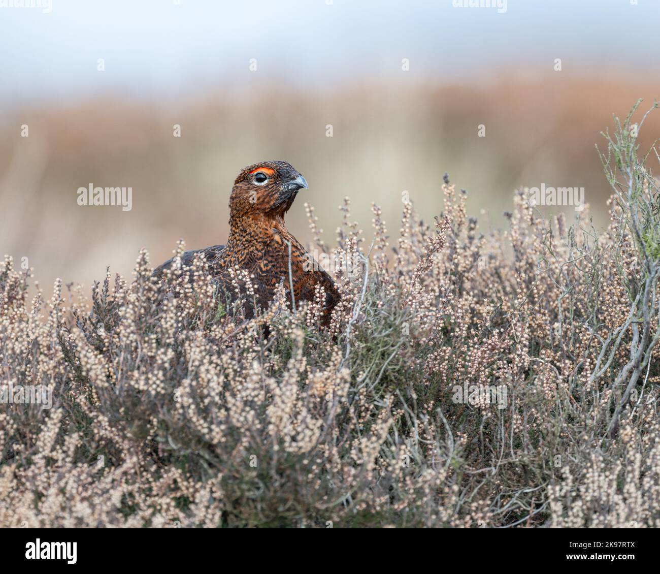 A male Red Grouse Lagopus lagopus scotica feeding in the heather on a North Yorkshire Moor UK. Stock Photo