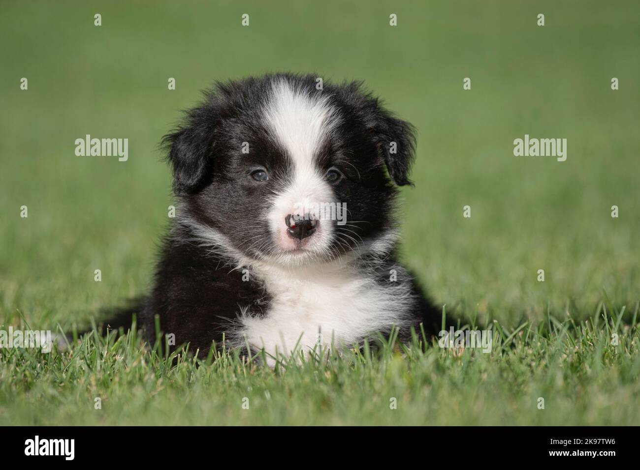 Border Collie, 6 week old puppy Stock Photo