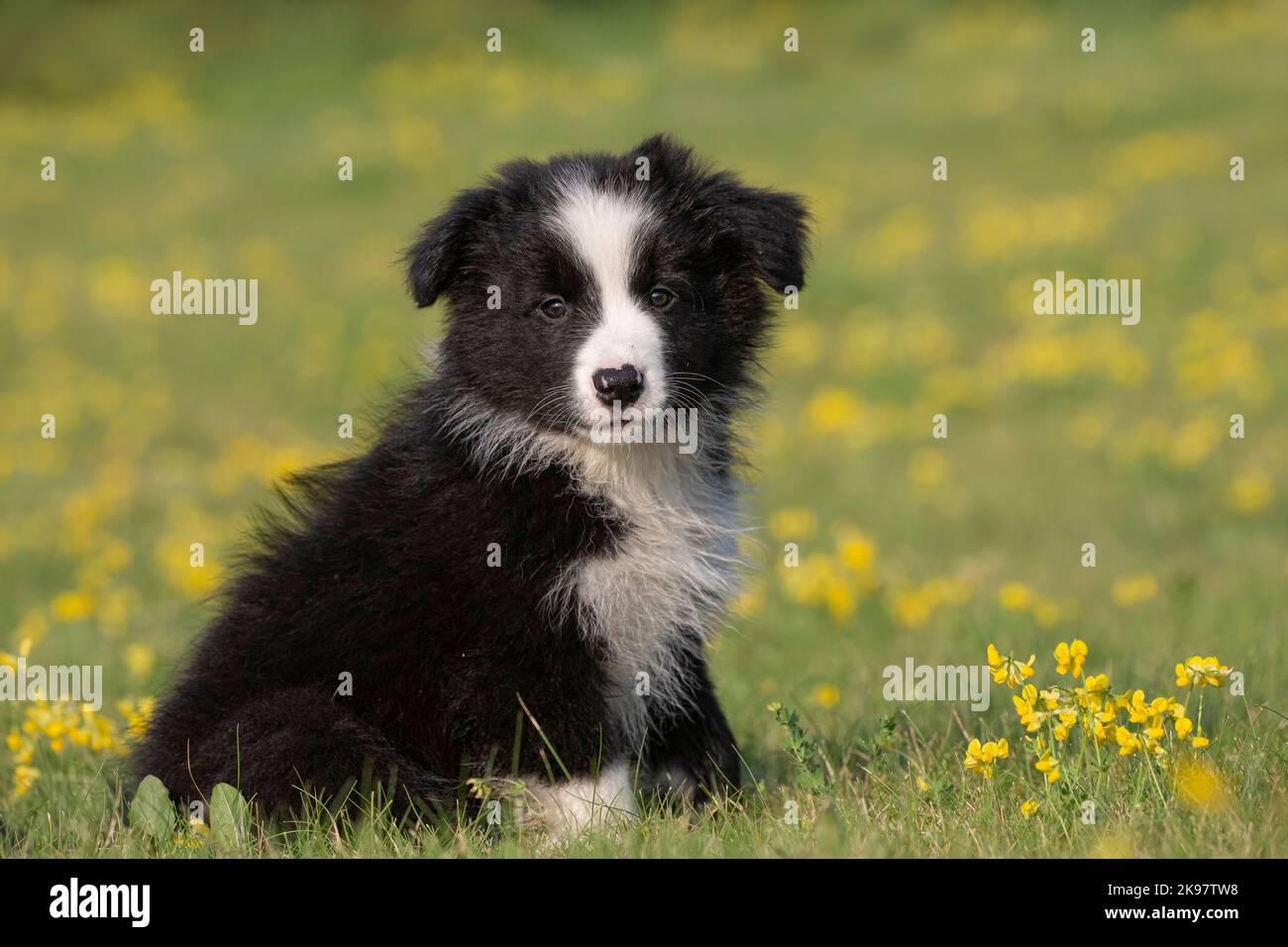 Border Collie, 9 week old puppy Stock Photo