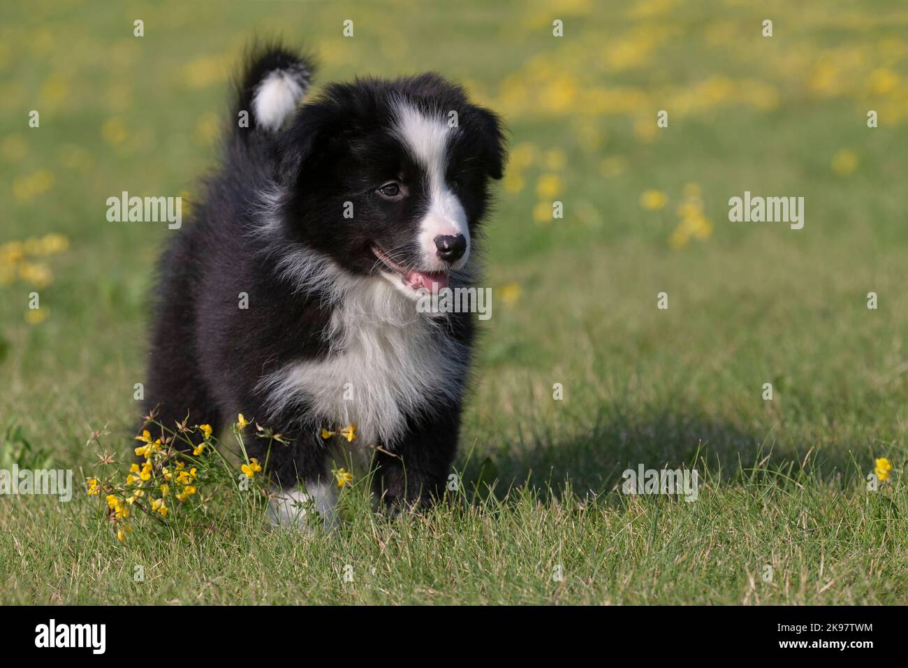 Border Collie, 9 week old puppy Stock Photo