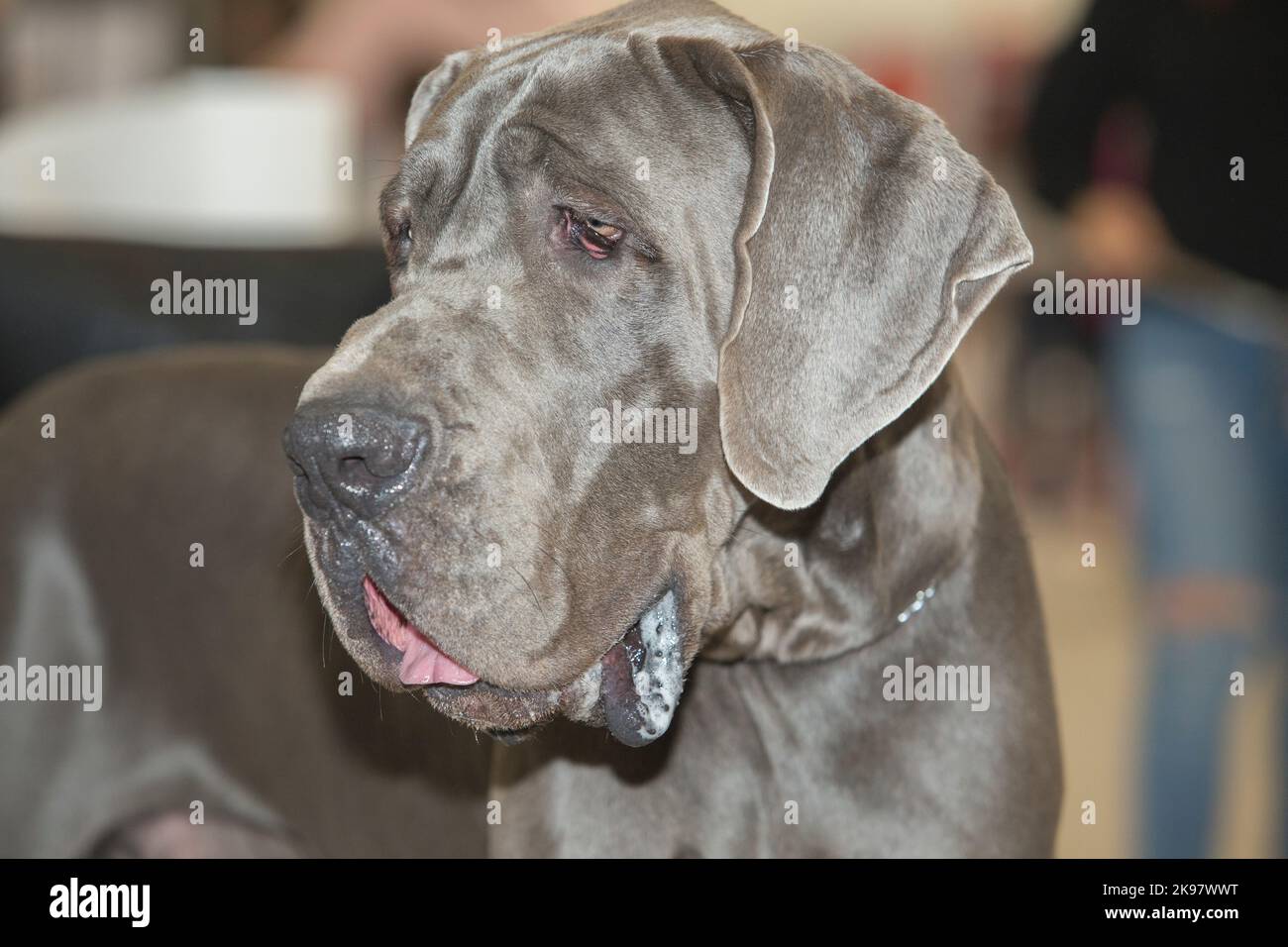 Blue Great Dane dog portrait. Head detail Stock Photo