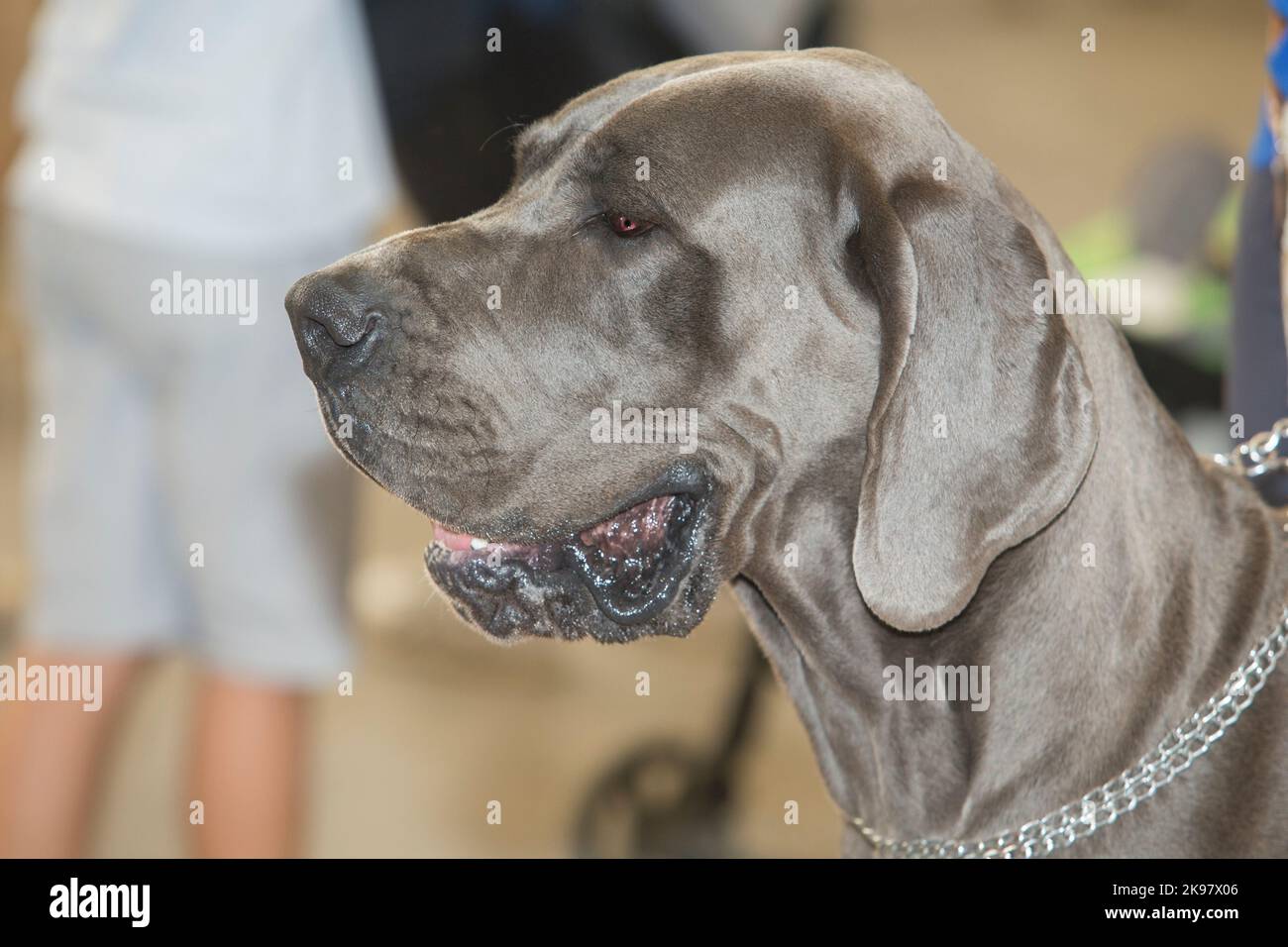 Blue Great Dane dog portrait. Head detail Stock Photo