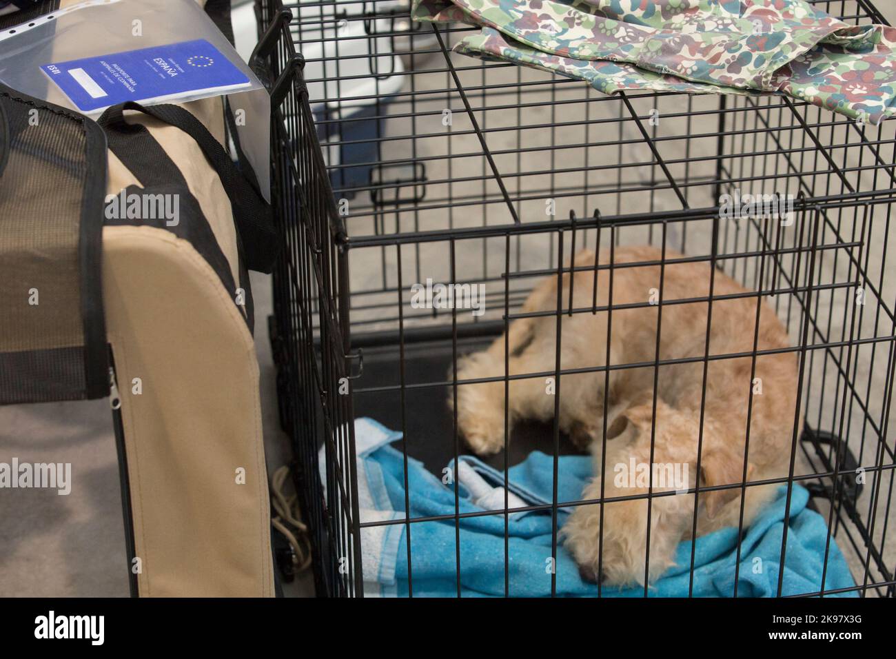 Pure breed resting in its crate with european pet passport over. Selective focus Stock Photo